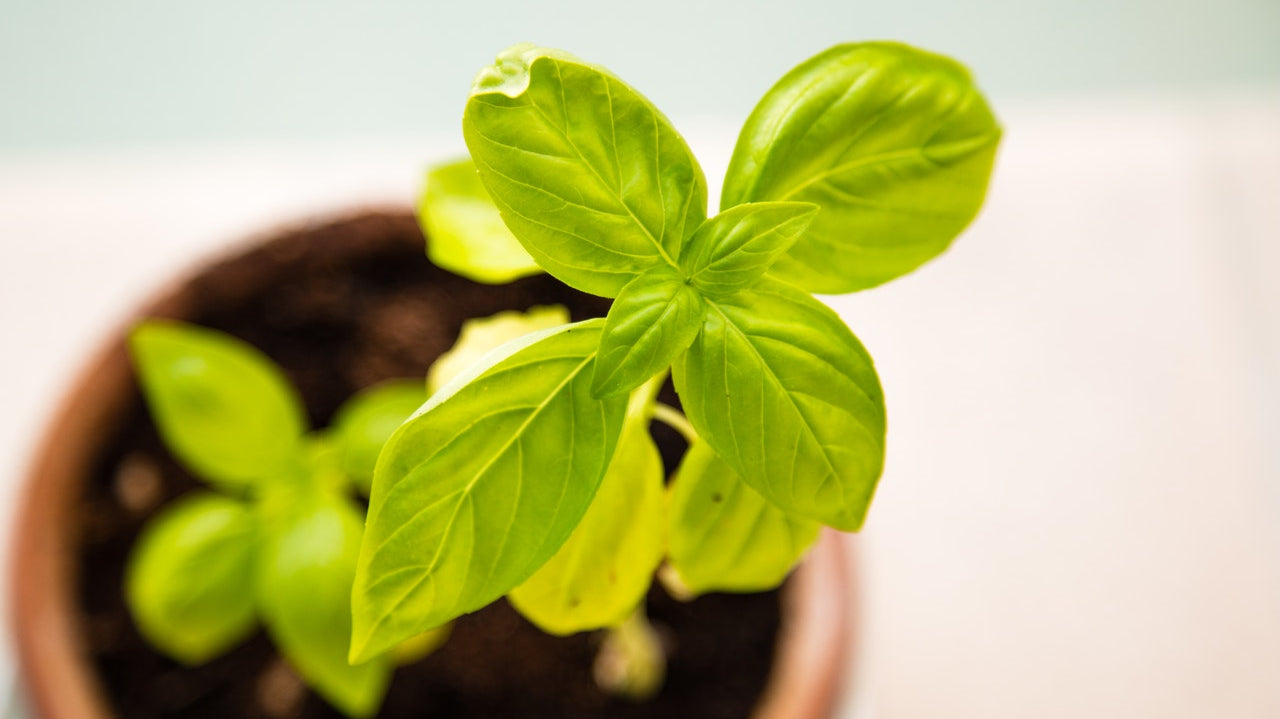 The Benefits of Growing Vegies with your Kids