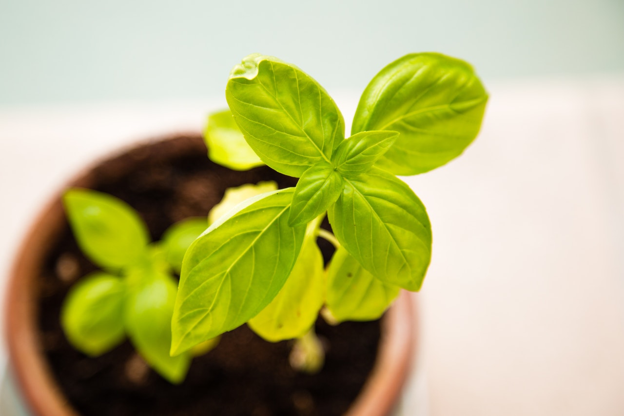 The Benefits of Growing Vegies with your Kids